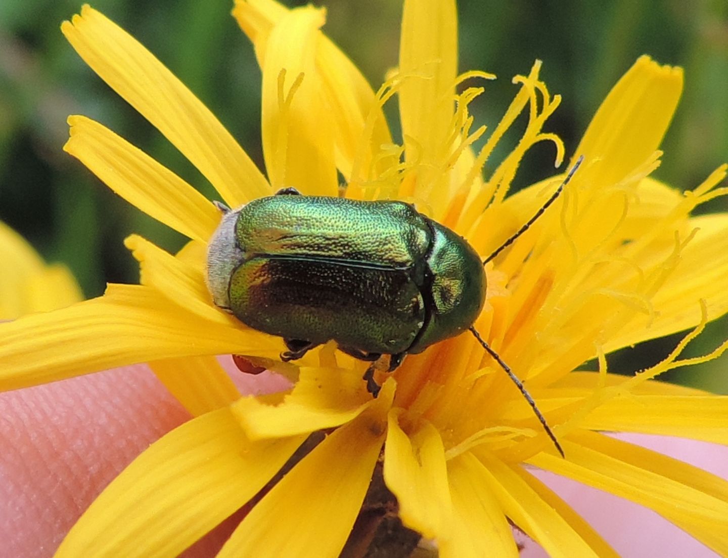 Cryptocephalus aureolus? Forse C. zambanellus