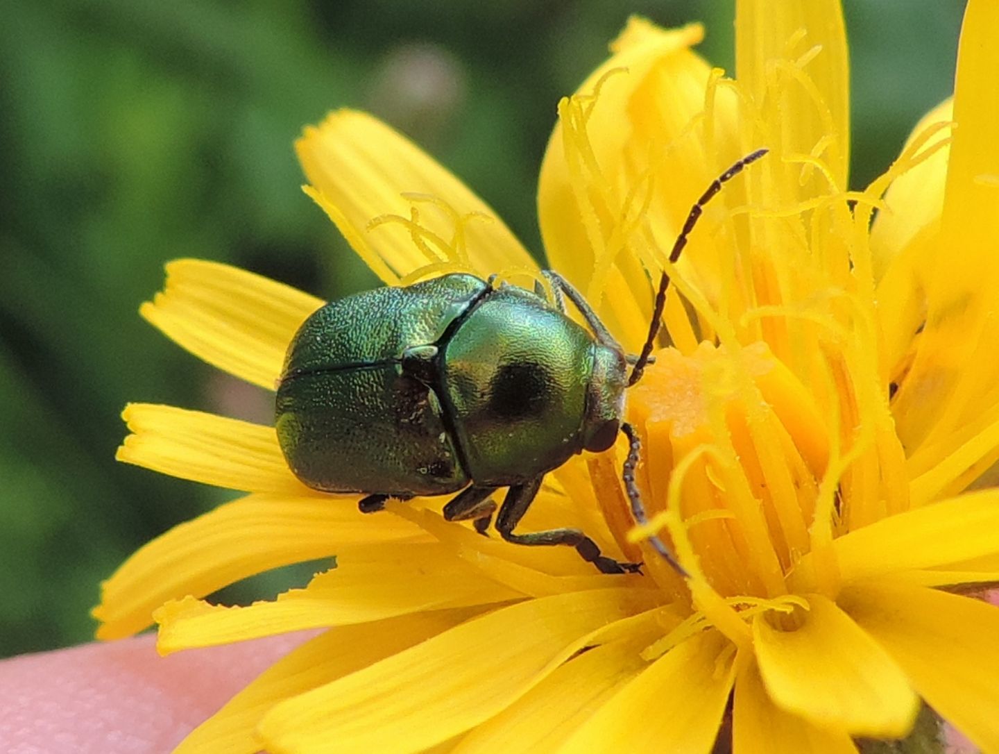 Cryptocephalus aureolus? Forse C. zambanellus