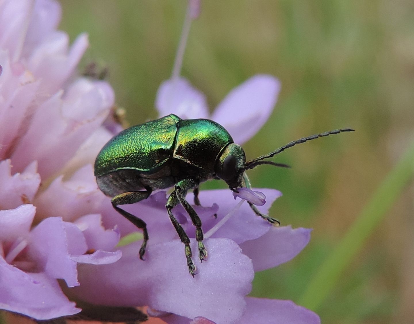 Cryptocephalus aureolus? Forse C. zambanellus