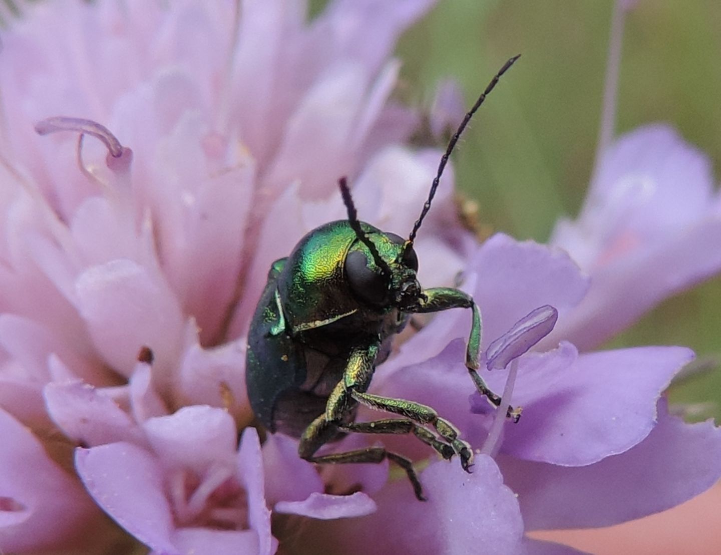 Cryptocephalus aureolus? Forse C. zambanellus