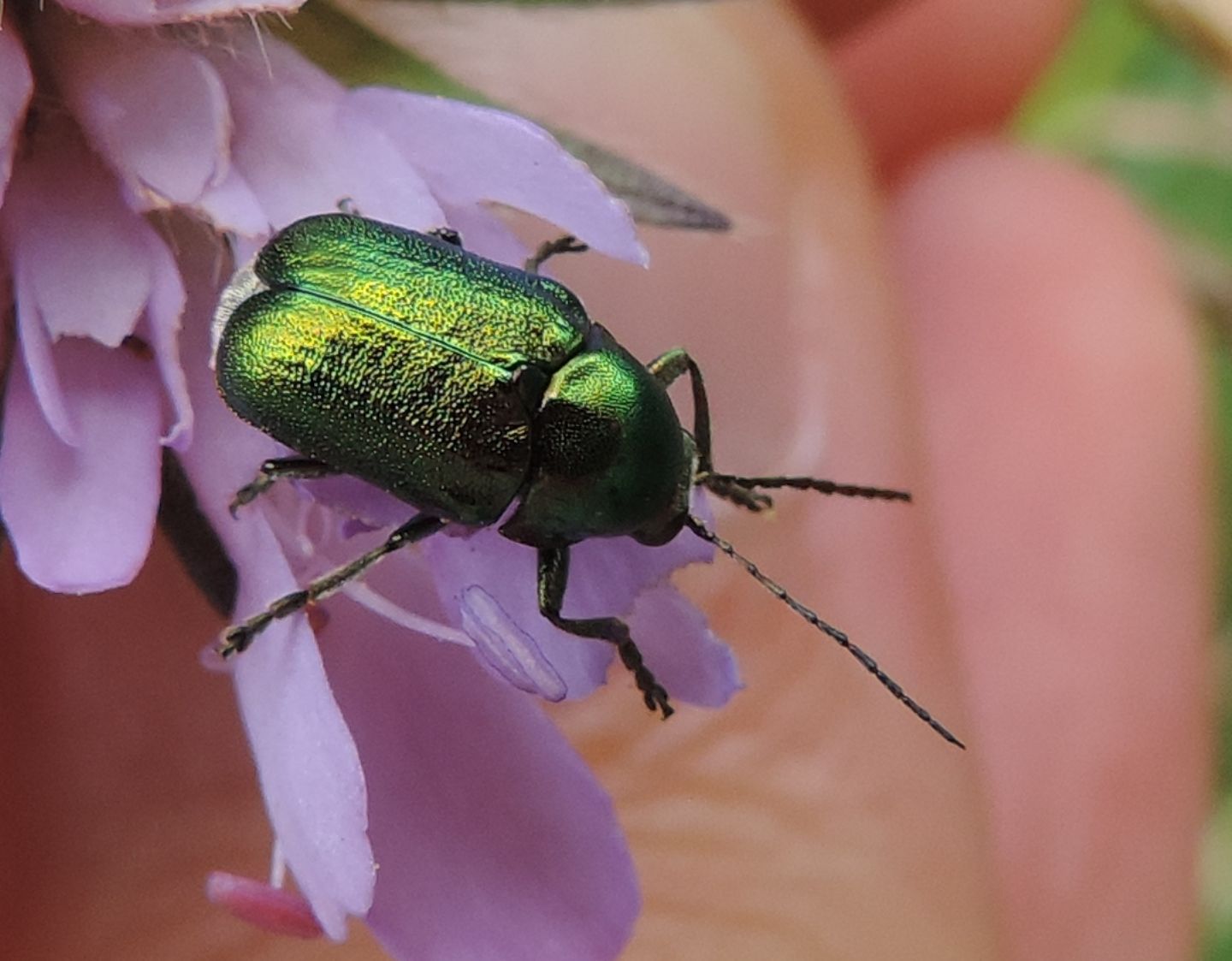 Cryptocephalus aureolus? Forse C. zambanellus