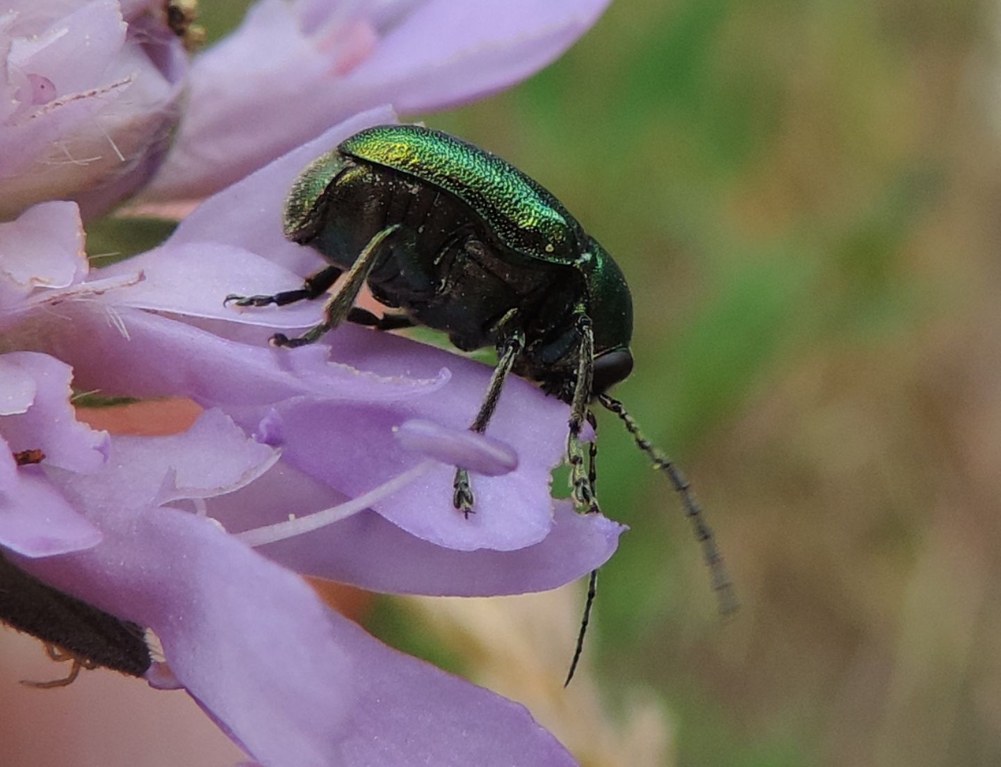 Cryptocephalus aureolus? Forse C. zambanellus