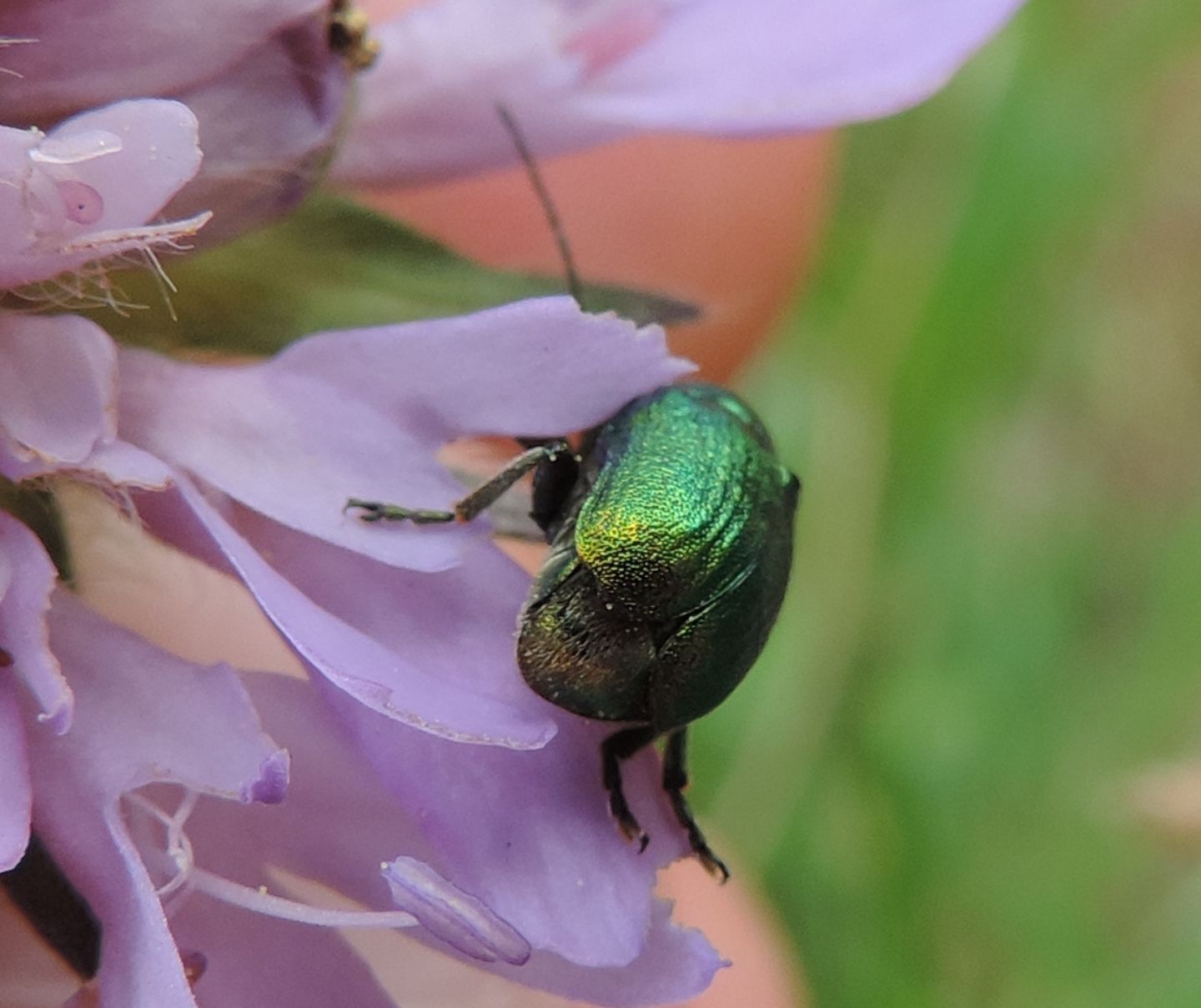 Cryptocephalus aureolus? Forse C. zambanellus