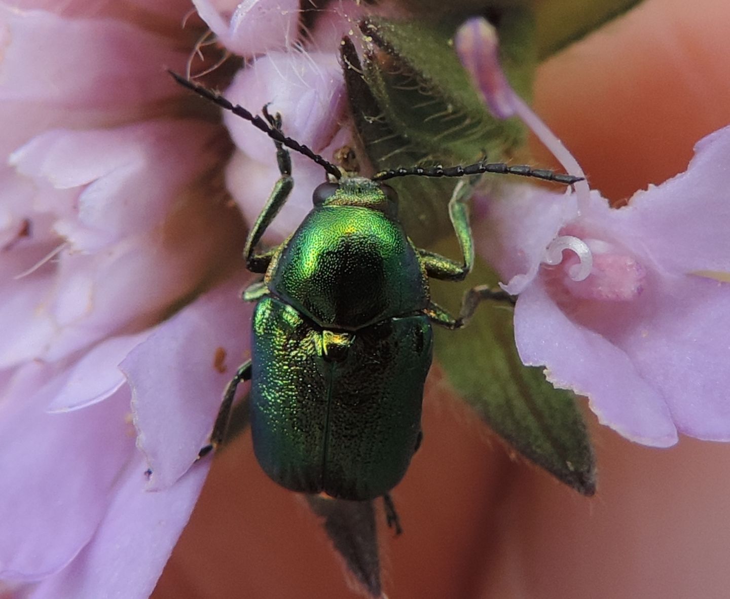 Cryptocephalus aureolus? Forse C. zambanellus