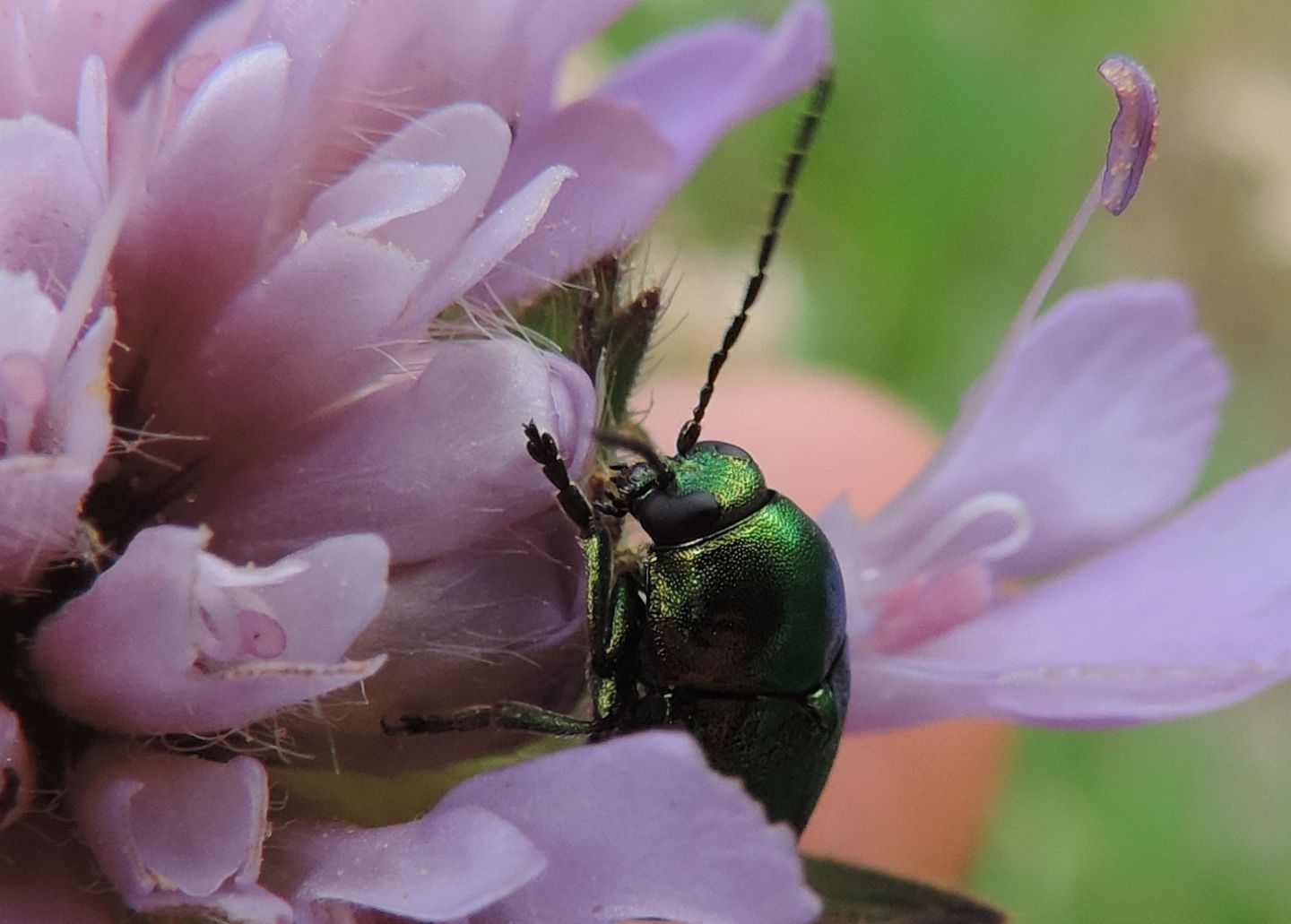 Cryptocephalus aureolus? Forse C. zambanellus