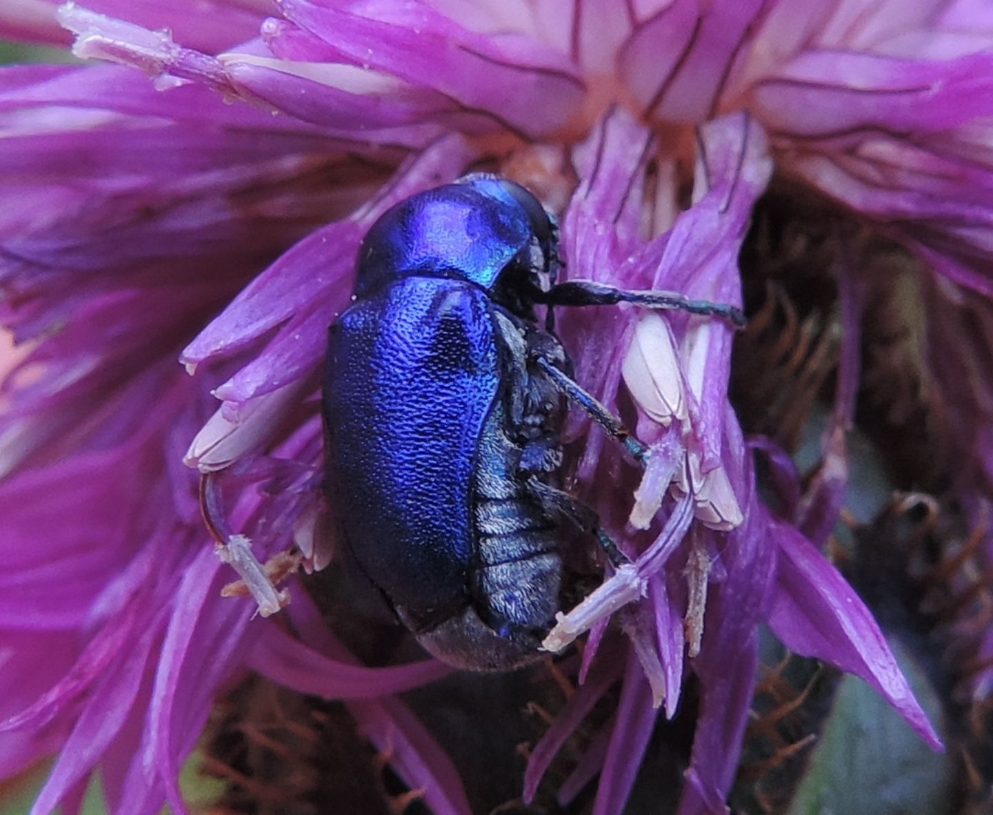 Cryptocephalus aureolus? Forse C. zambanellus