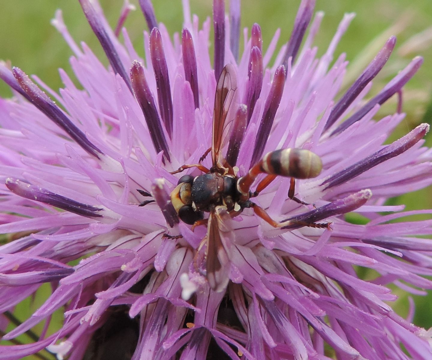 Physocephala cfr. vittata (Conopidae)