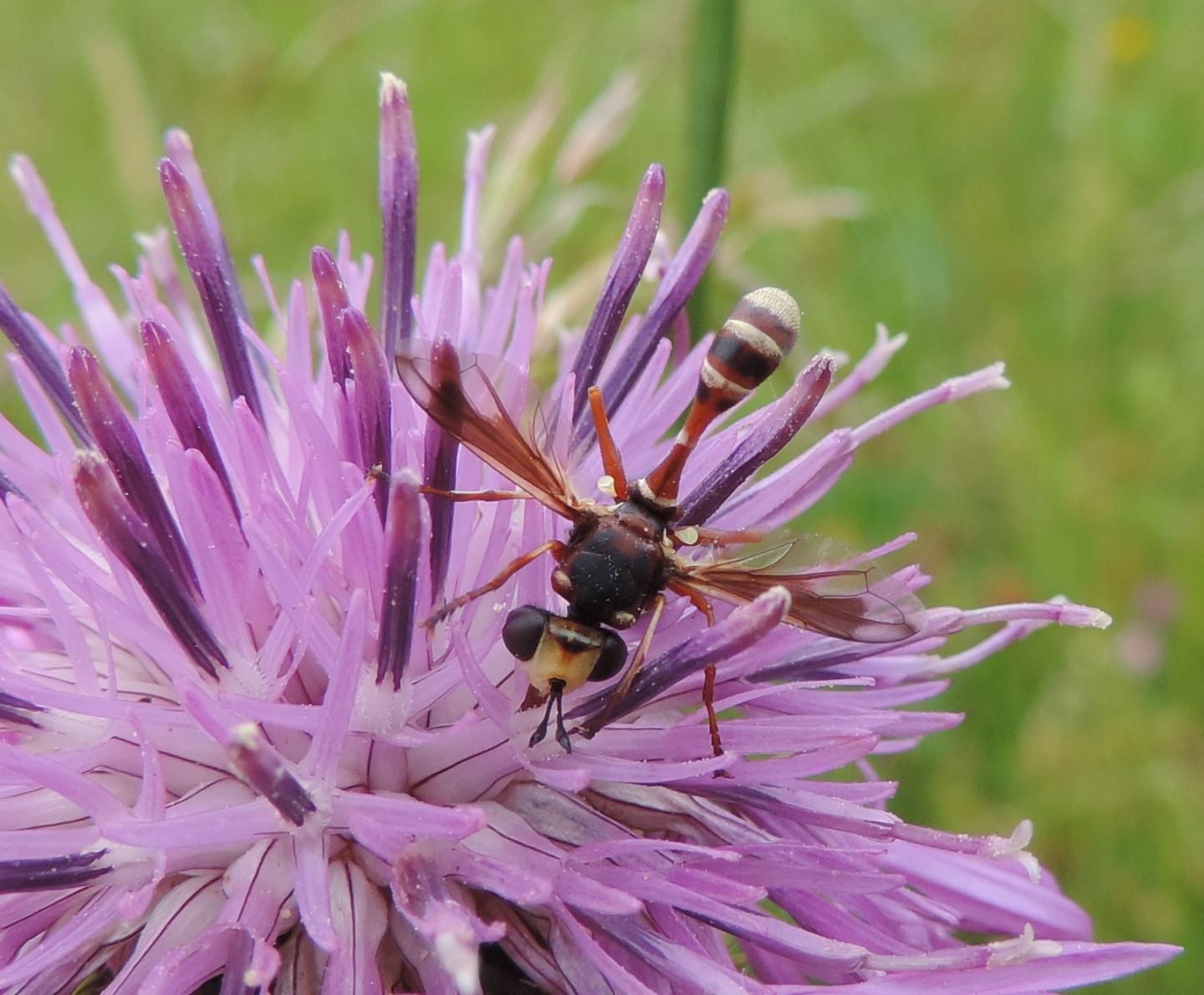 Physocephala cfr. vittata (Conopidae)