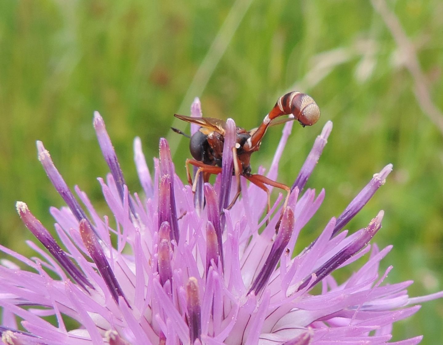 Physocephala cfr. vittata (Conopidae)