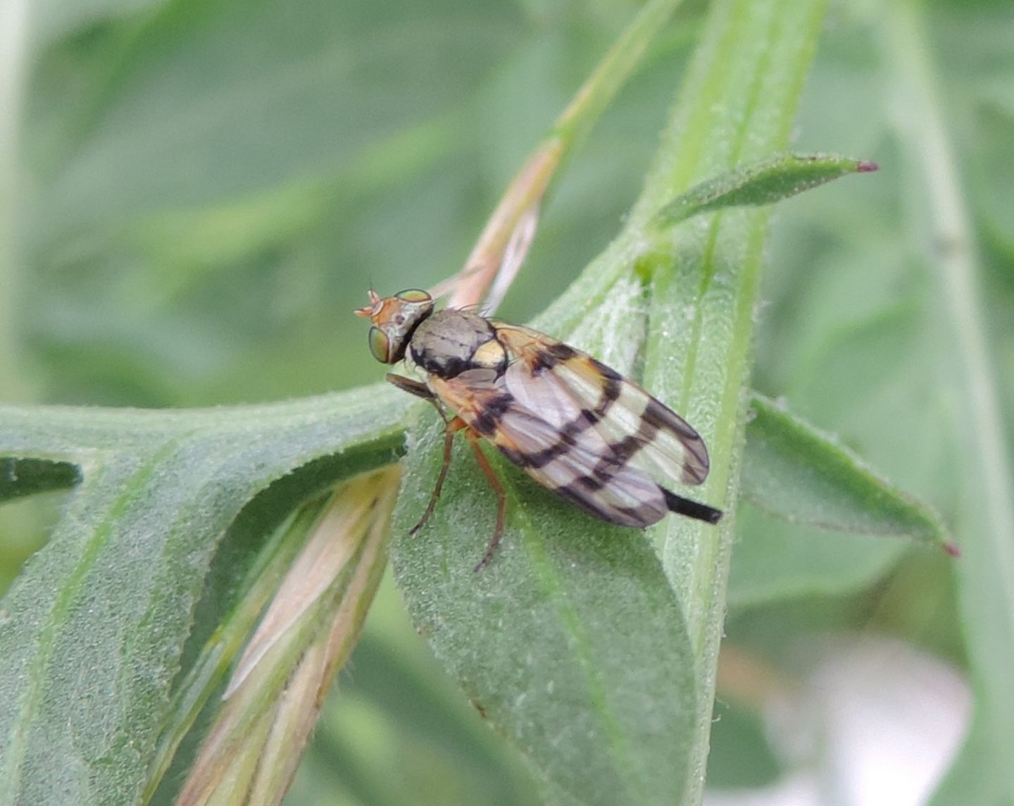 Urophora stylata? No. Urophora sp. femmina