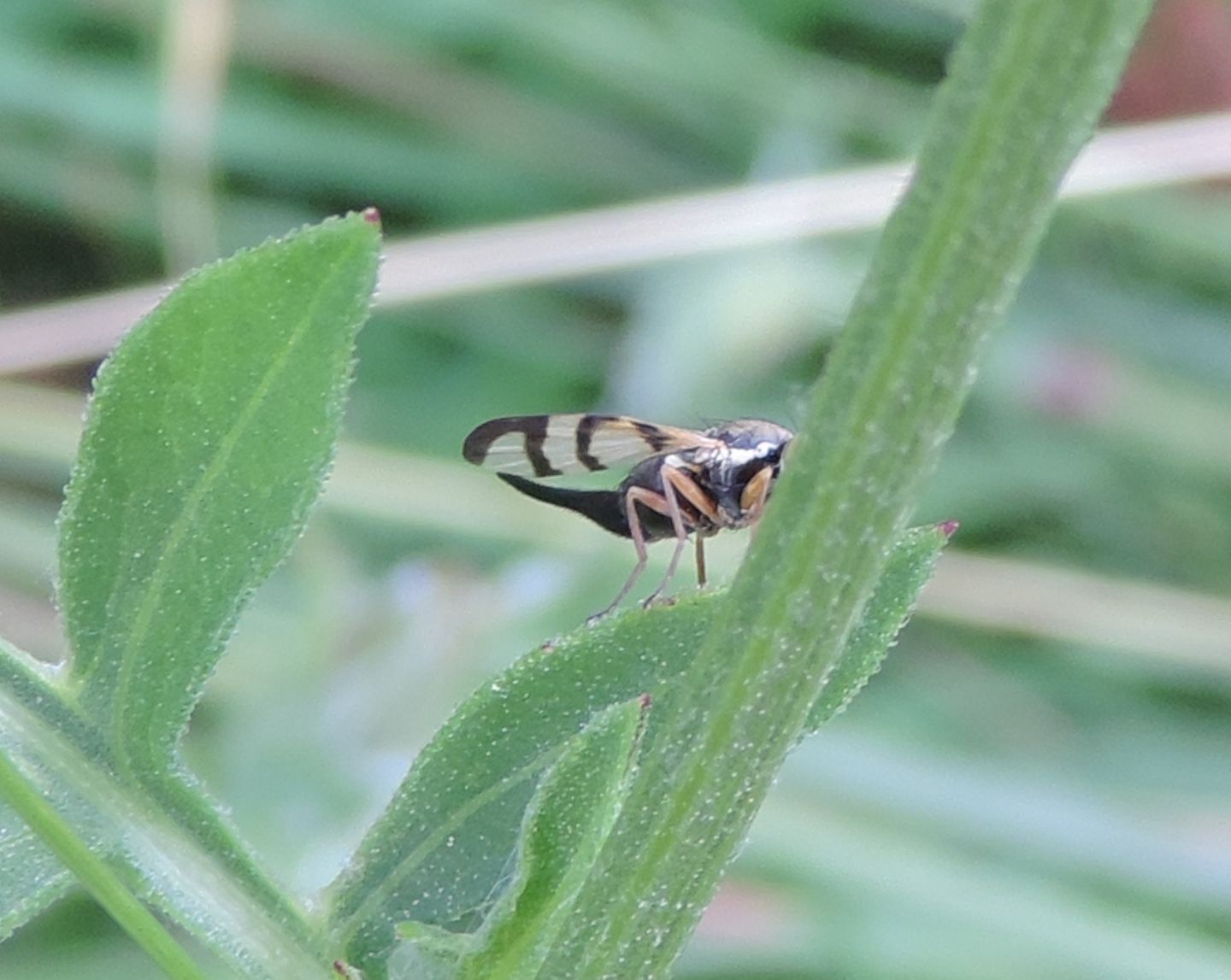 Urophora stylata? No. Urophora sp. femmina