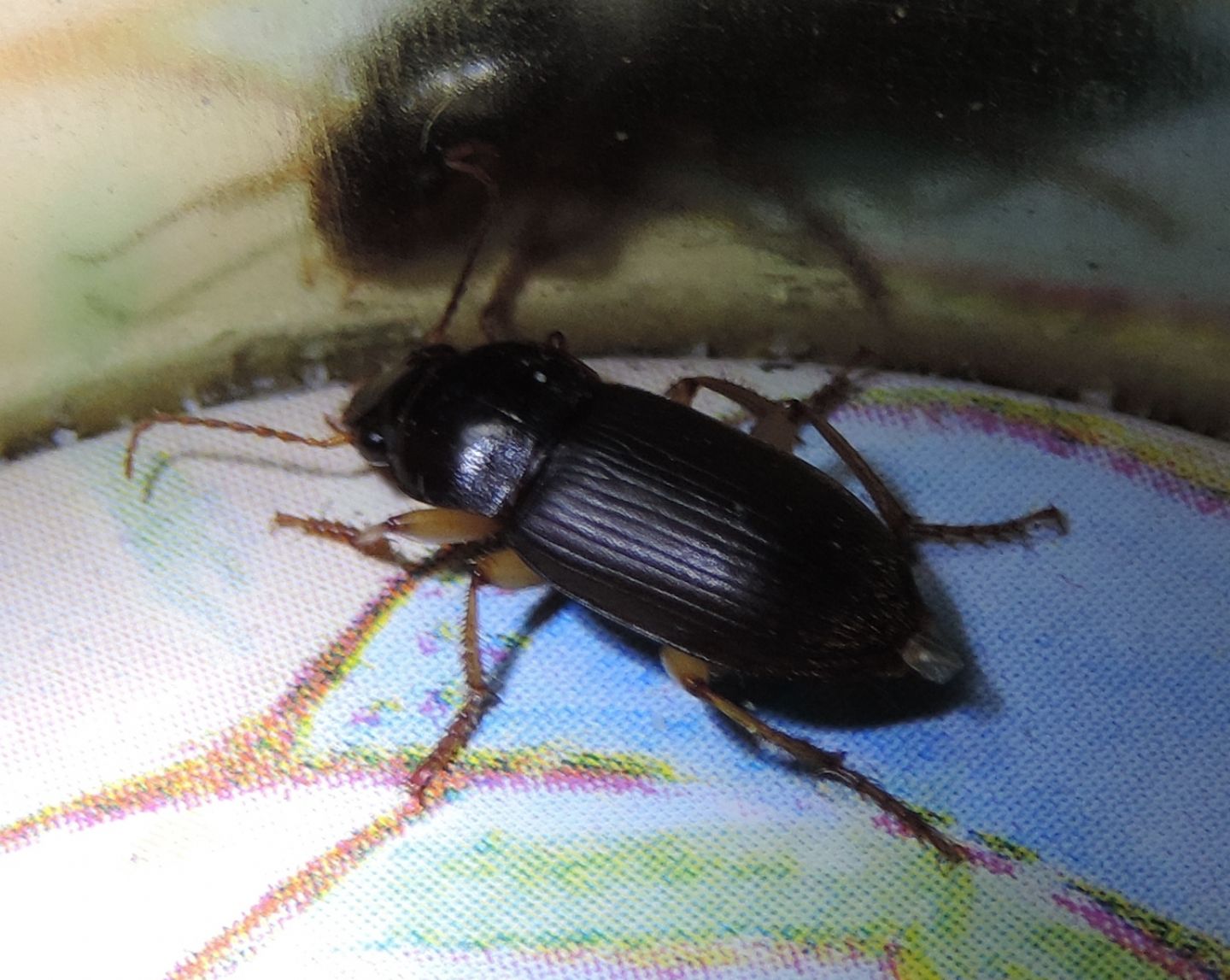 Carabidae:   Pseudoophonus griseus