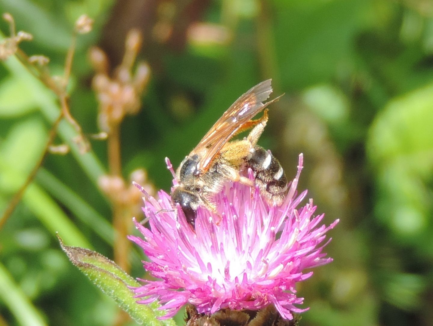 Apidae Halictinae: Halictus sp., femmina