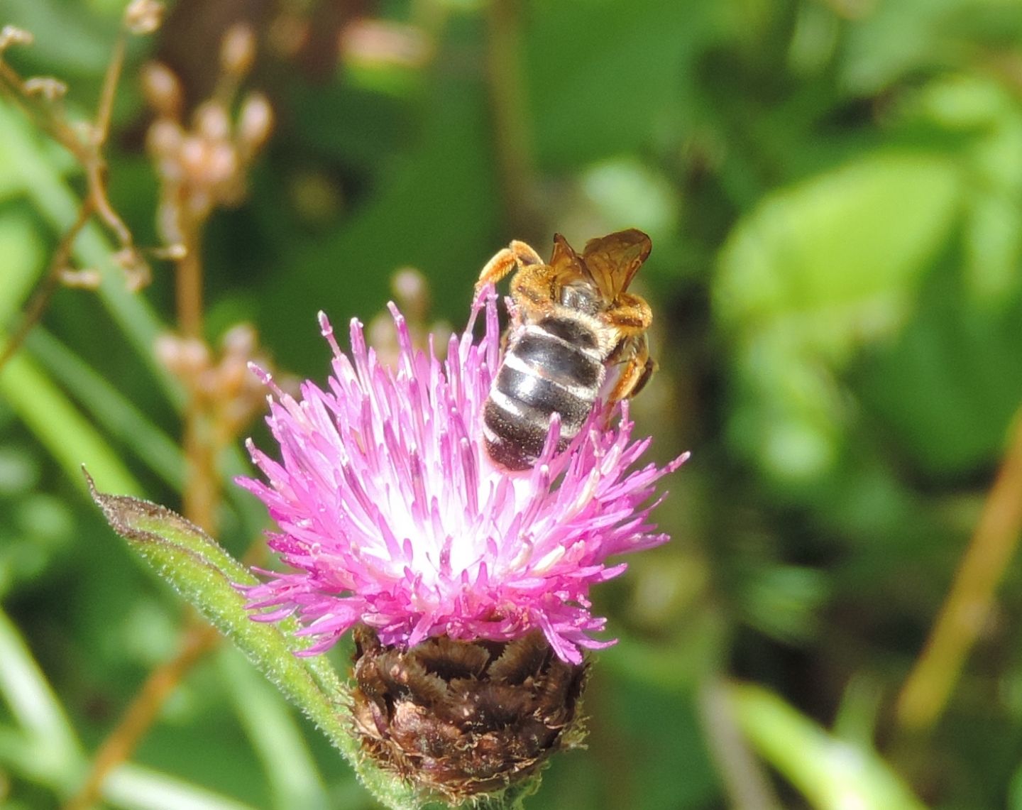 Apidae Halictinae: Halictus sp., femmina