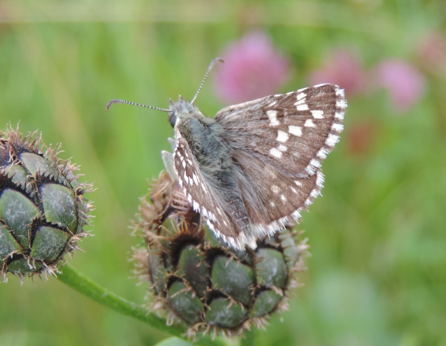 Pyrgus malvoides? No, Pyrgus carthami