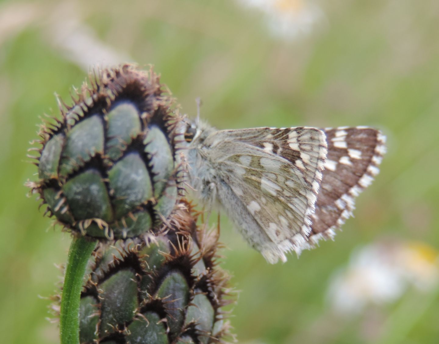 Pyrgus malvoides? No, Pyrgus carthami