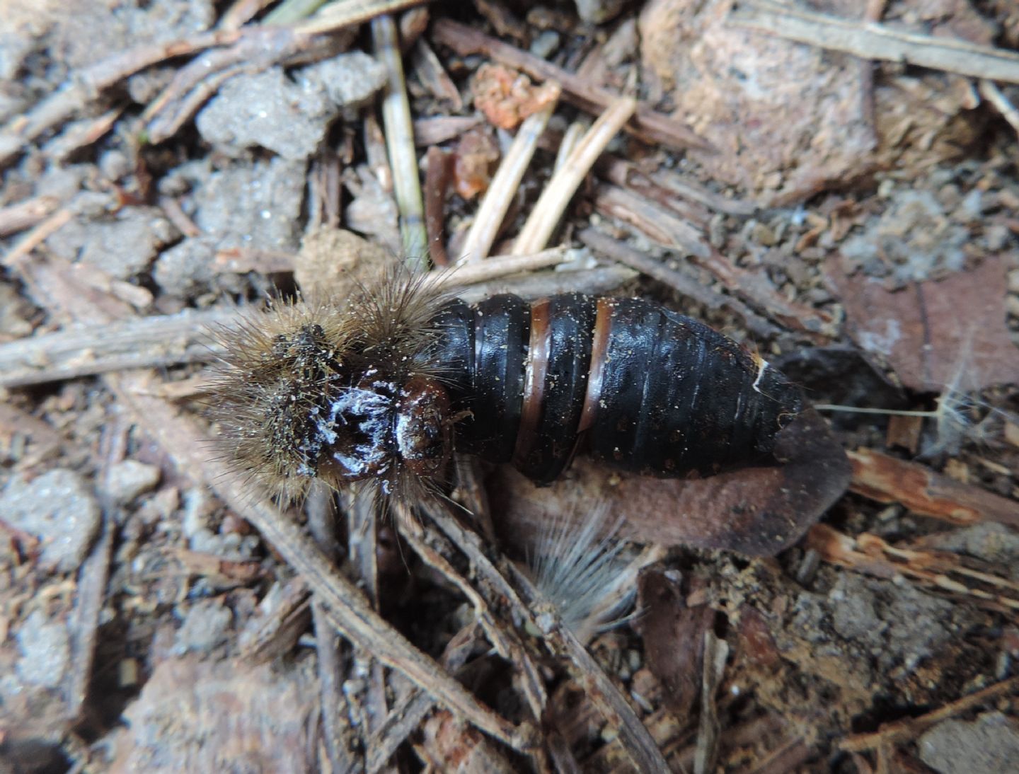 Amata phegea in fase di impupamento? No, Arctia villica, Erebidae Arctiinae