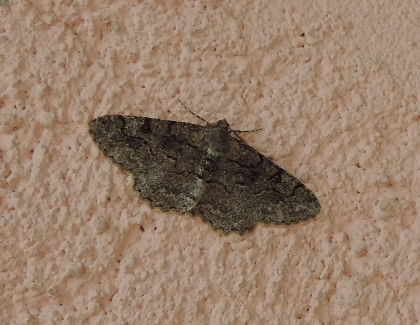 Alcis repandata, Geometridae