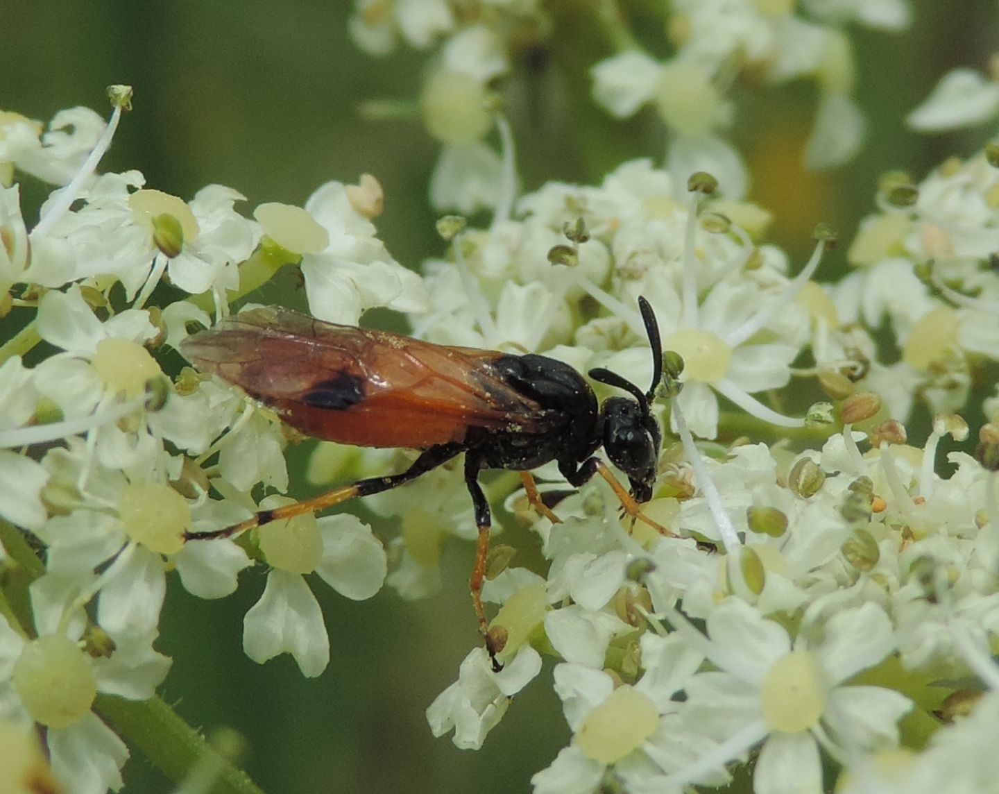 Argidae, Arge melanochroa