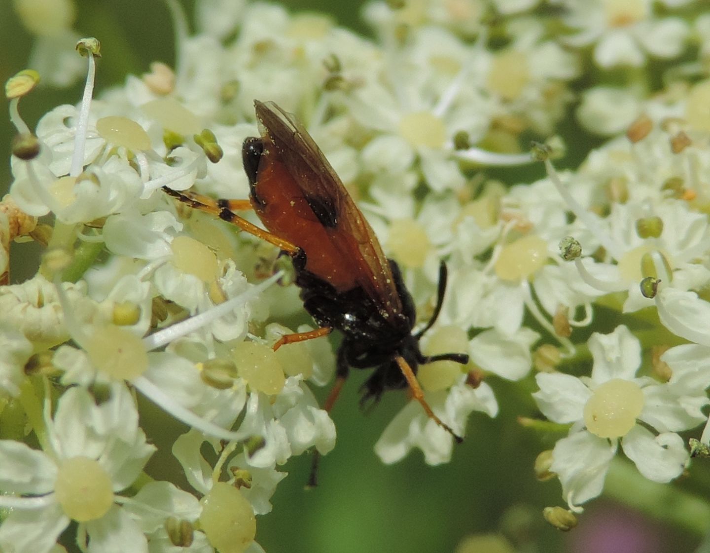 Argidae, Arge melanochroa