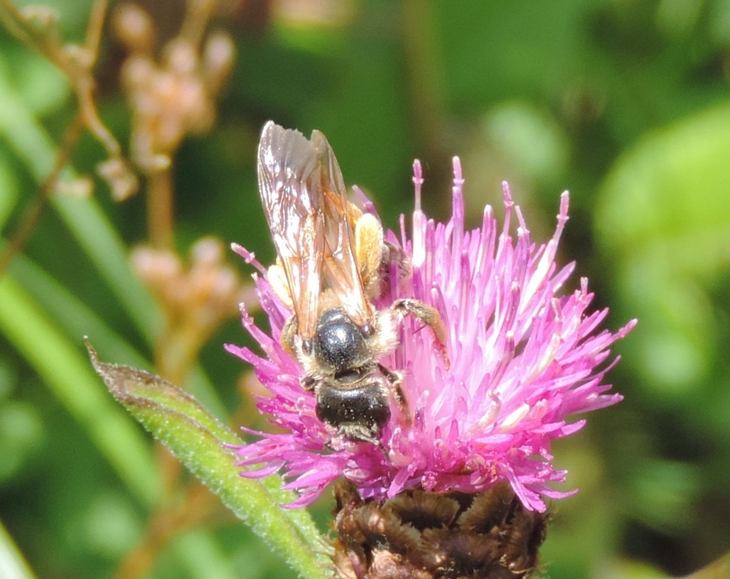 Apidae Halictinae: Halictus sp., femmina