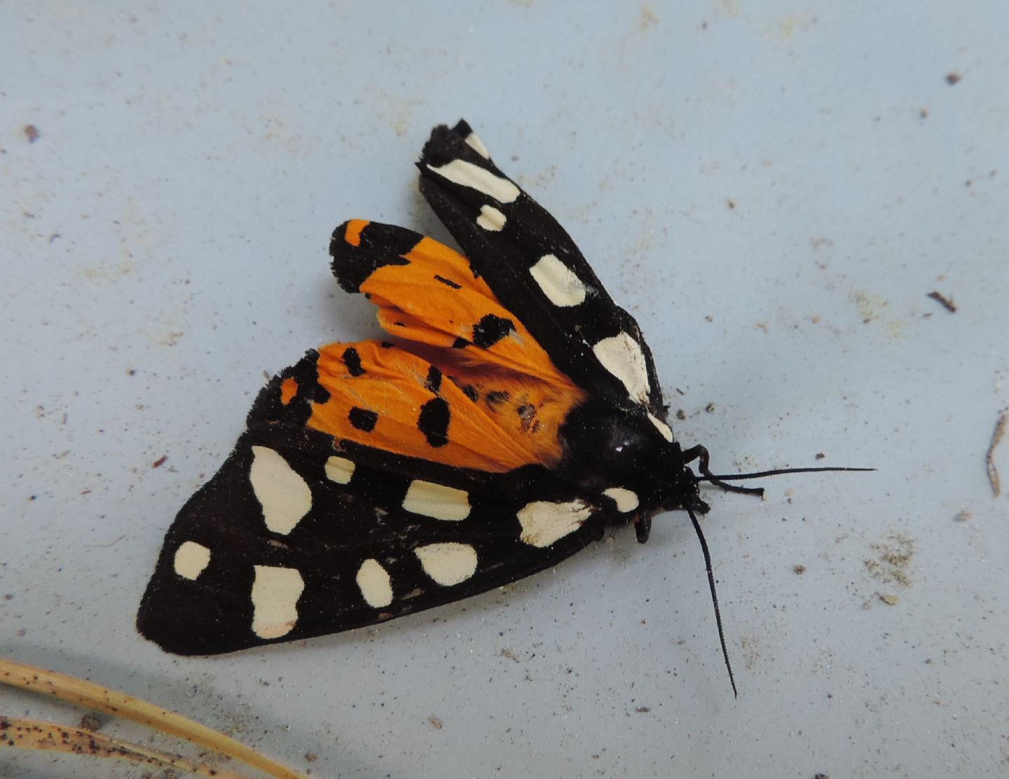 Amata phegea in fase di impupamento? No, Arctia villica, Erebidae Arctiinae