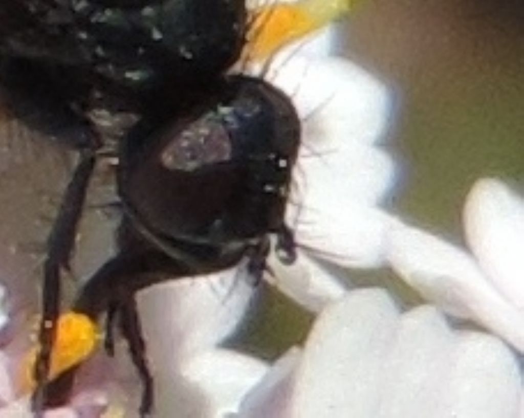 Muscidae: cfr. Drymeia sp.