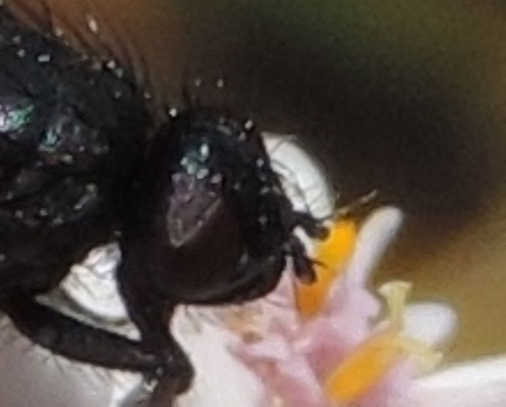 Muscidae: cfr. Drymeia sp.