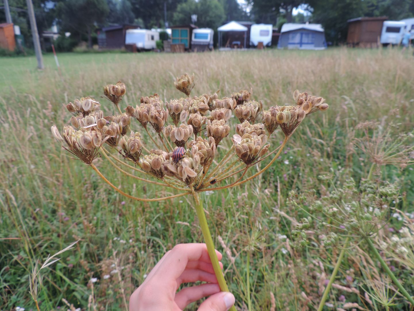 Ombrellifera?  S,... Heracleum sphondylium (Apiaceae)