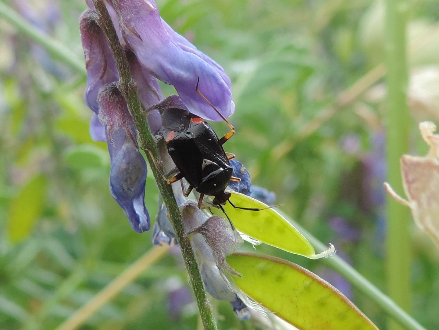 Miridae:  Deraeocoris ruber?  S !