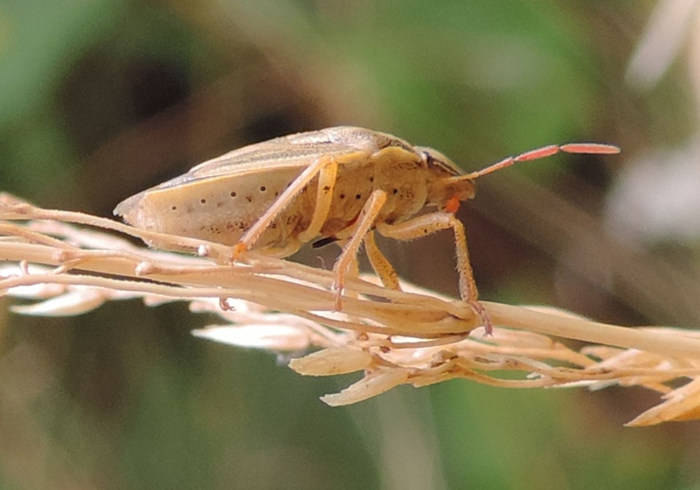 Aelia acuminata?...Aelia cfr. acuminata