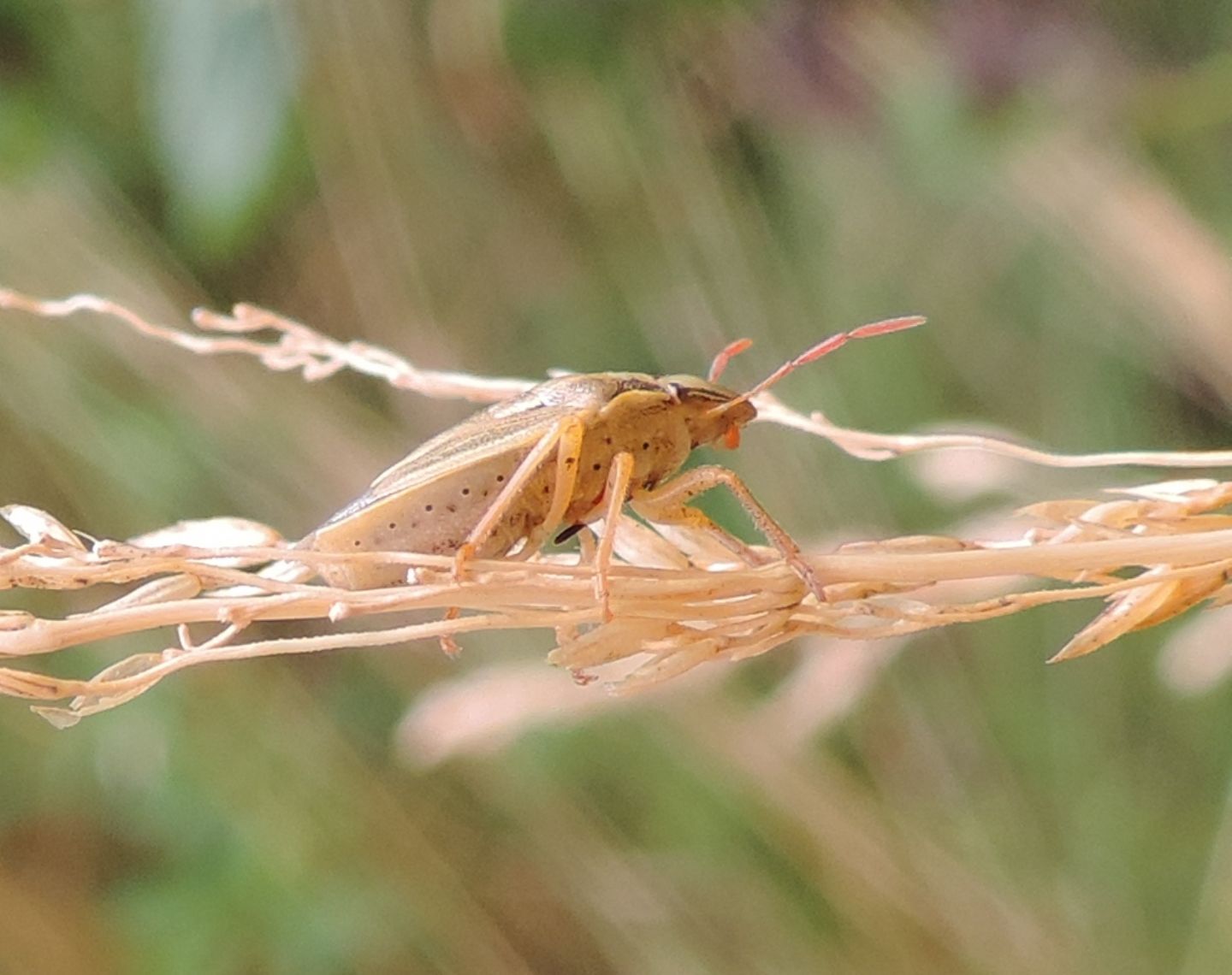 Aelia acuminata?...Aelia cfr. acuminata