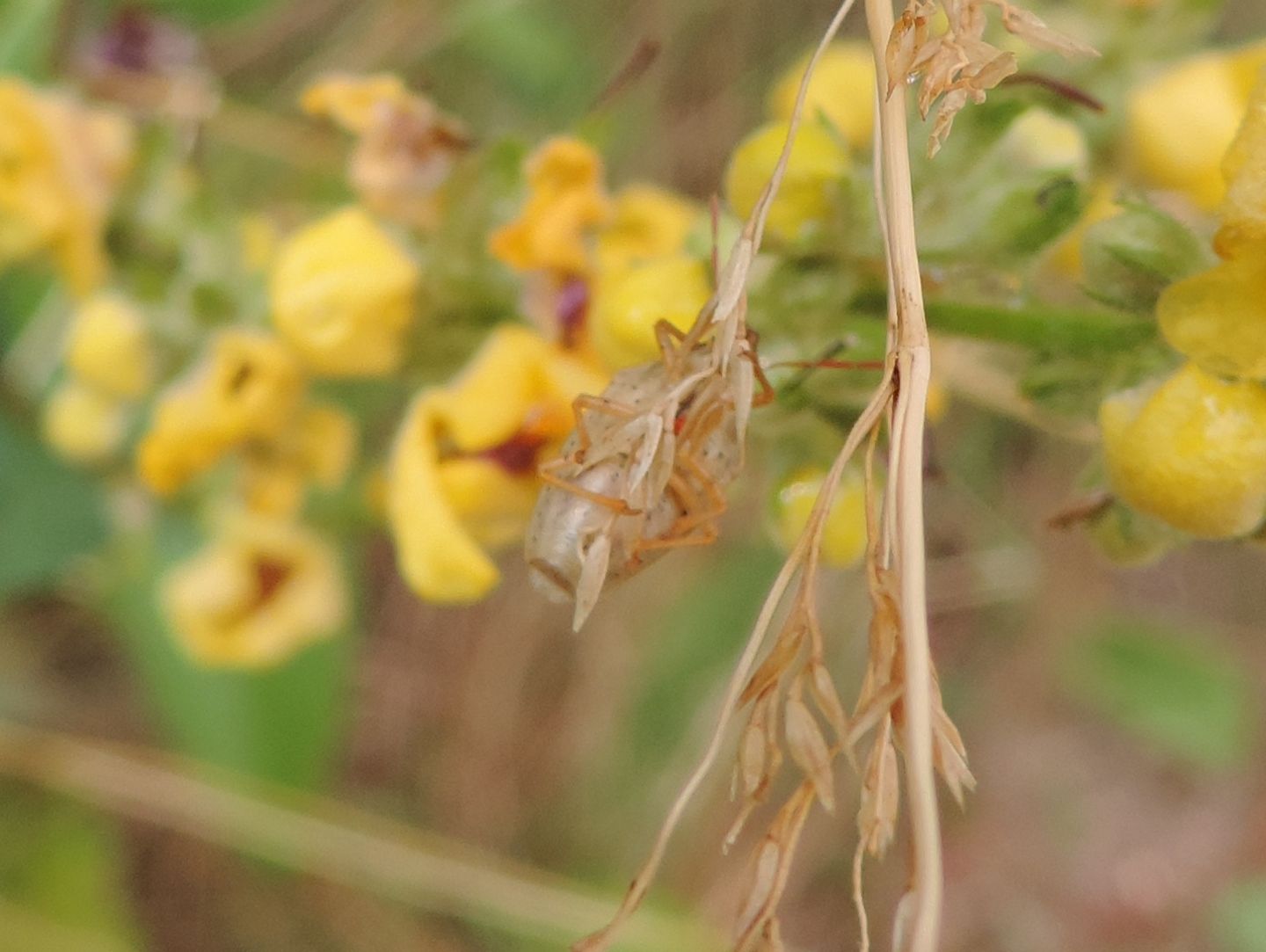 Aelia acuminata?...Aelia cfr. acuminata