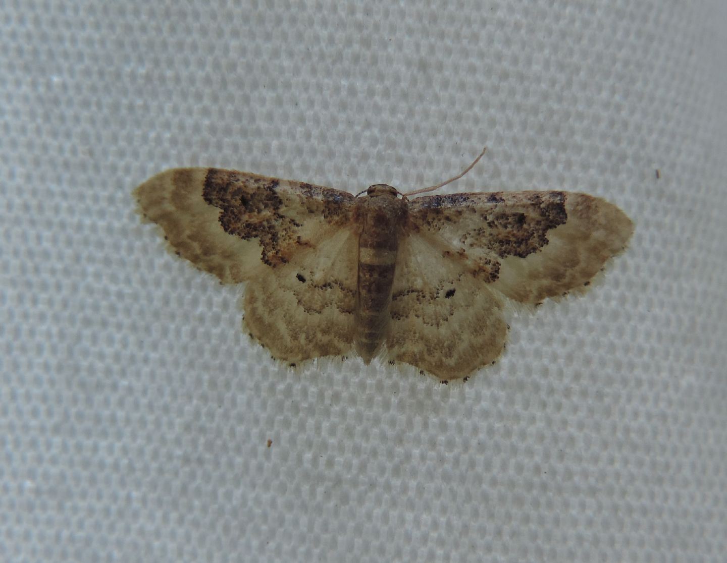 Geometridae da identificare - Idaea rusticata