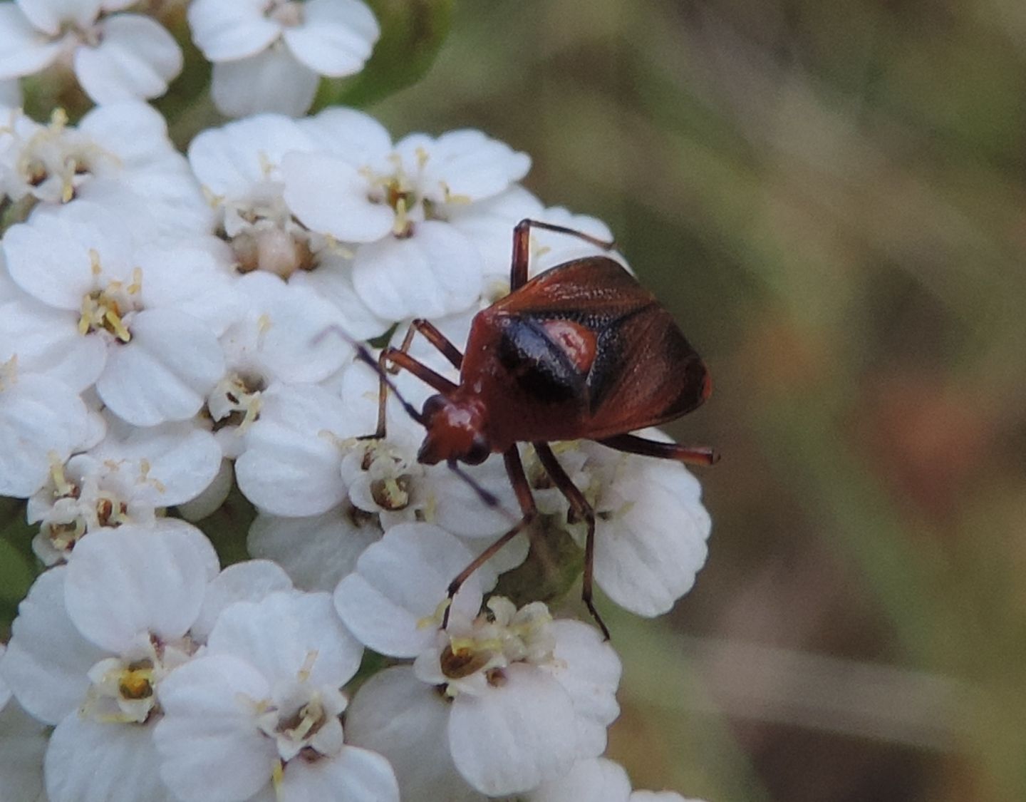 Miridae:  Deraeocoris ruber?    S !