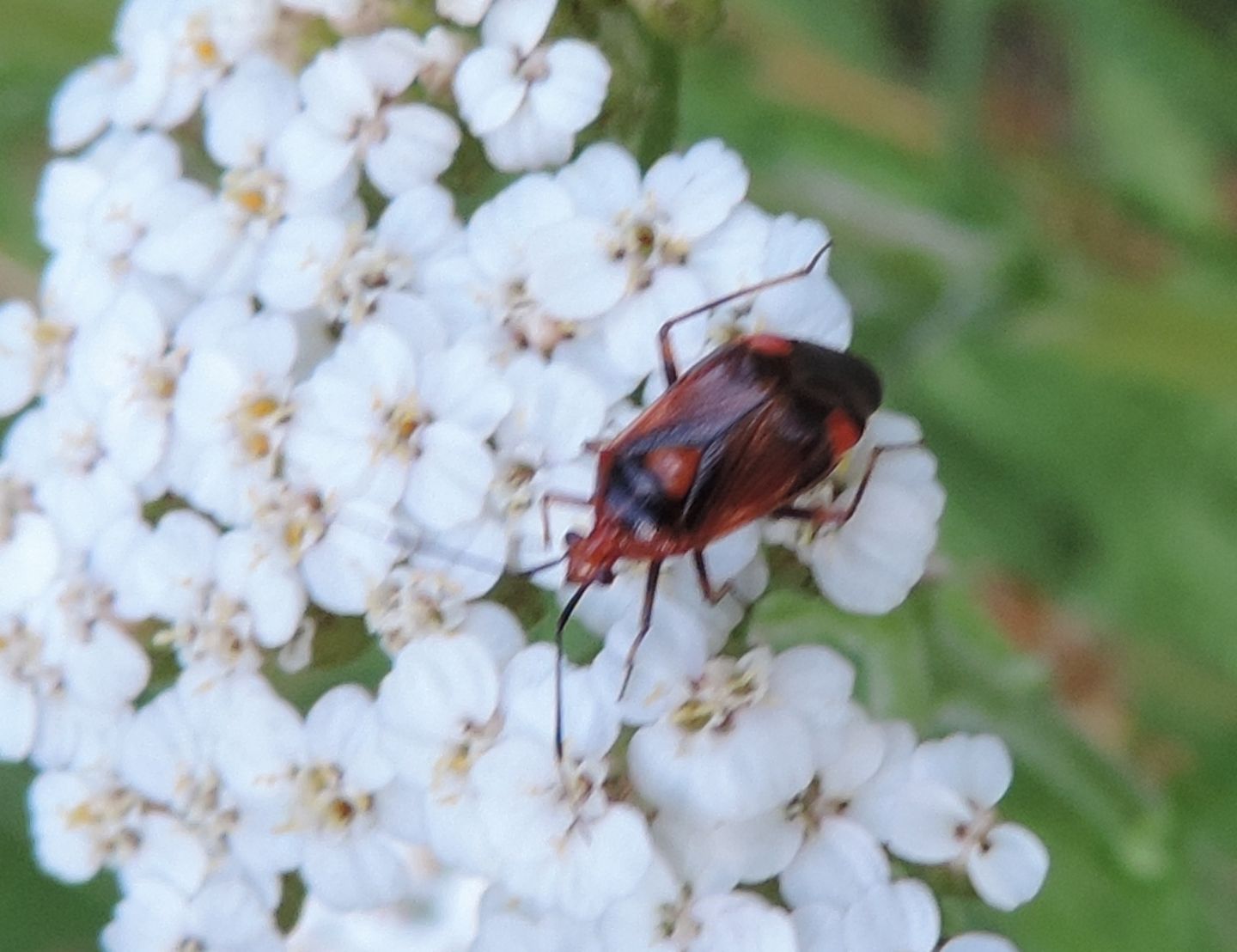 Miridae:  Deraeocoris ruber?    S !