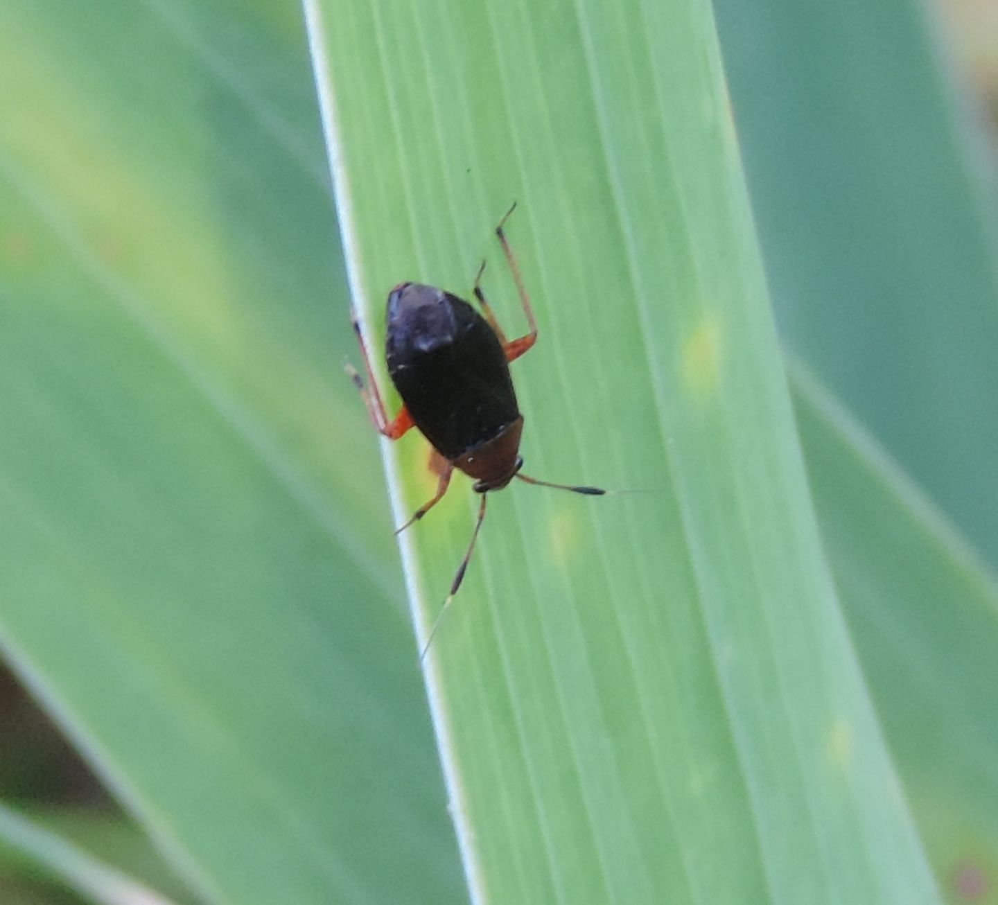 Miridae:  ancora Deraeocoris?  No, Capsus ater