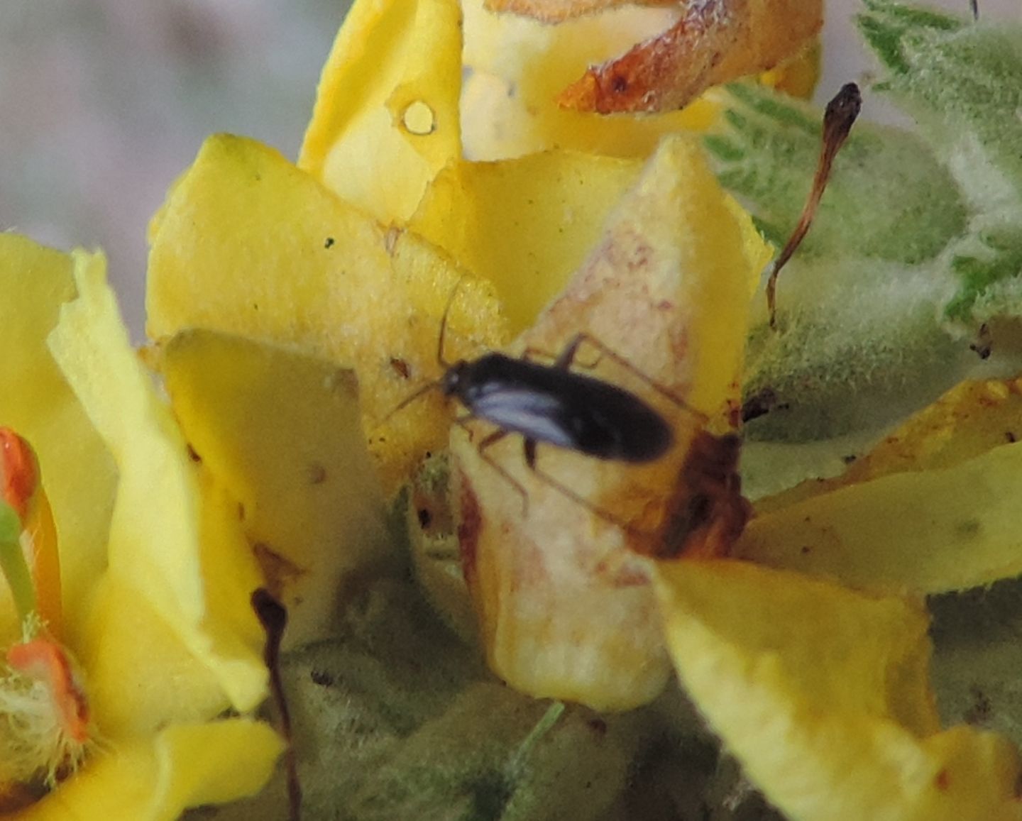 Miridae:  Plagionathus arbustorum?  S  !