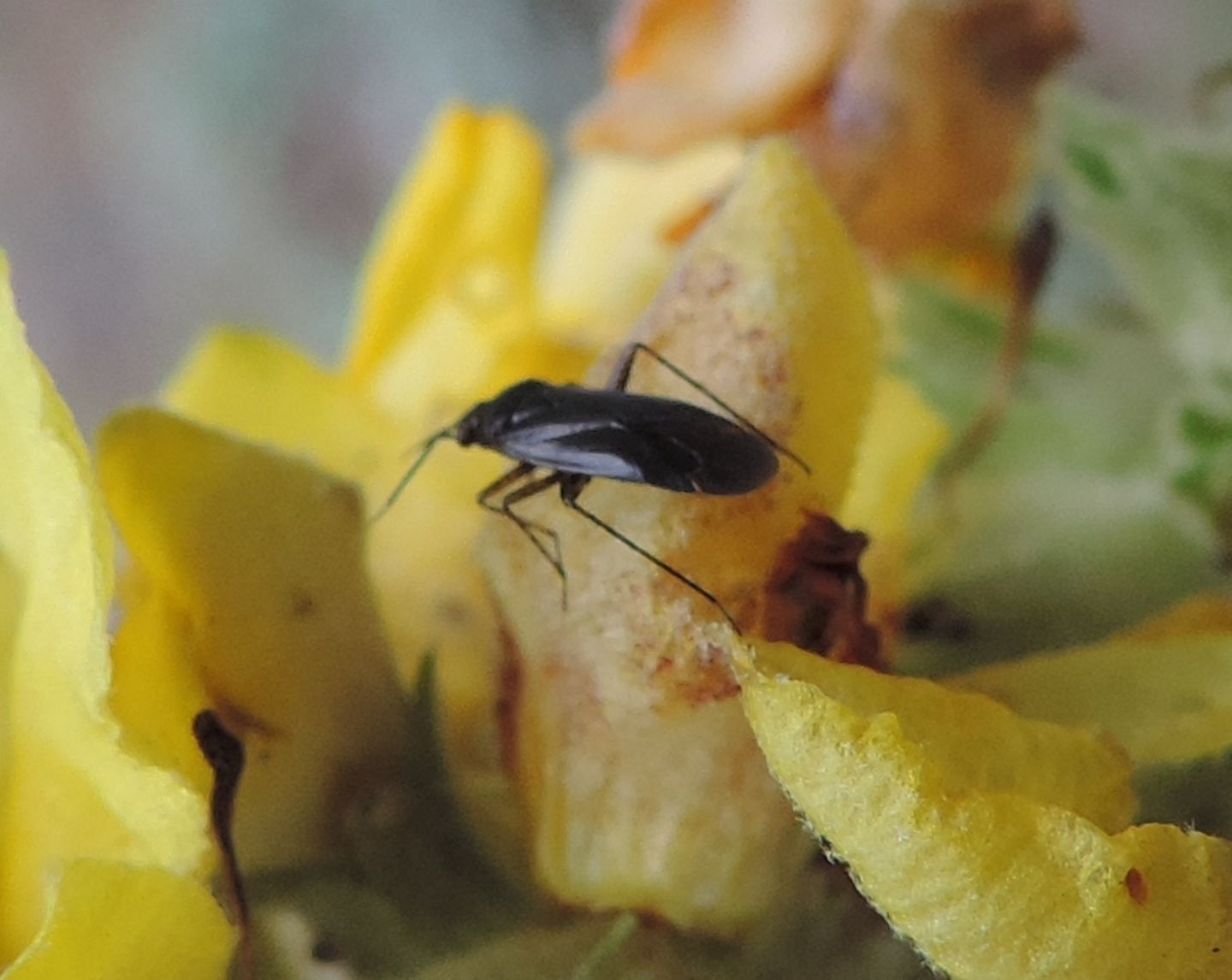 Miridae:  Plagionathus arbustorum?  S  !