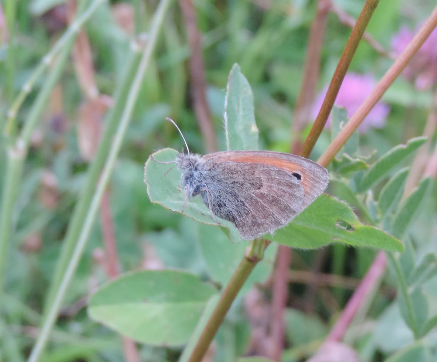 Coenonympha pamphilus? S