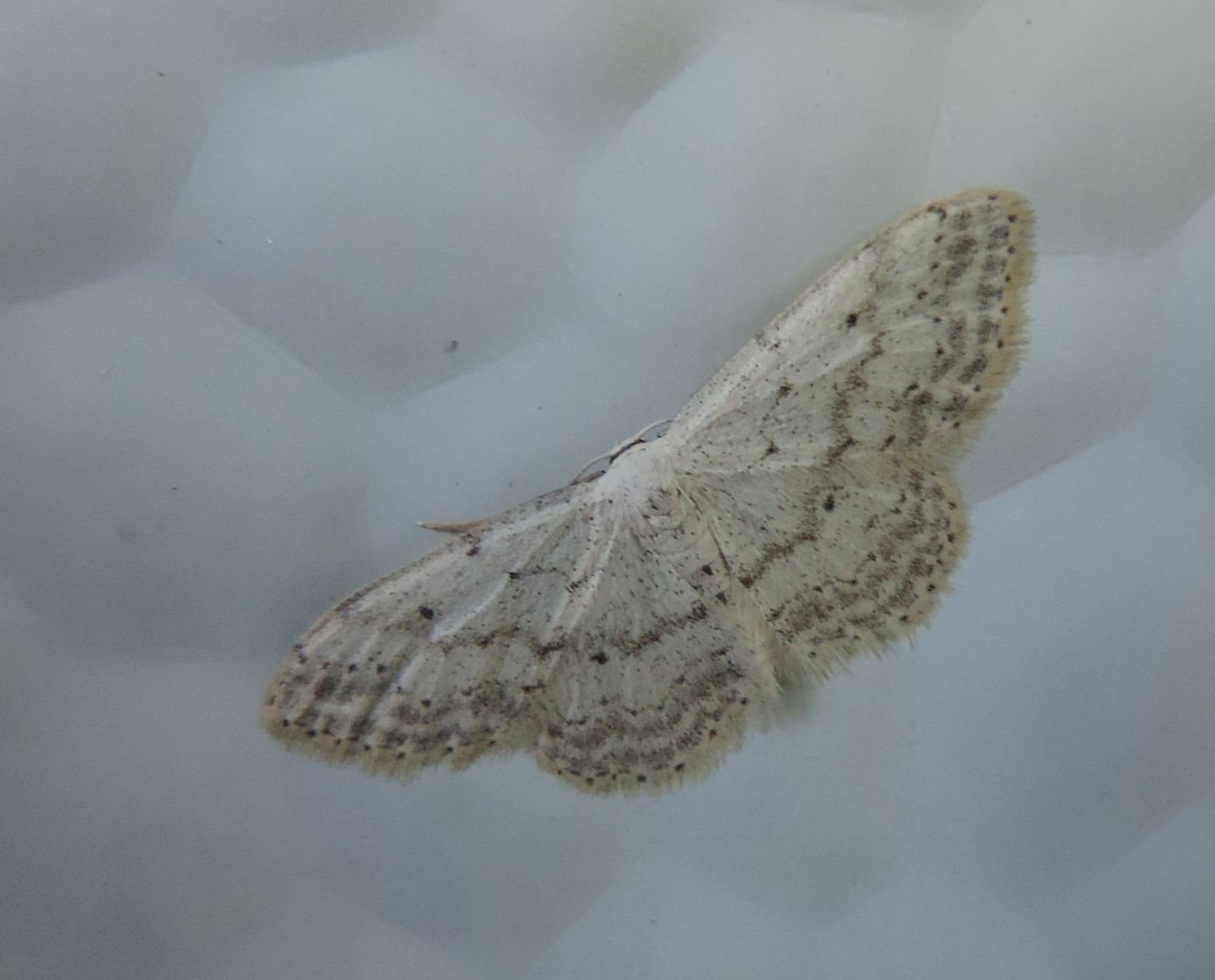 Idaea? Idaea seriata, Geometridae