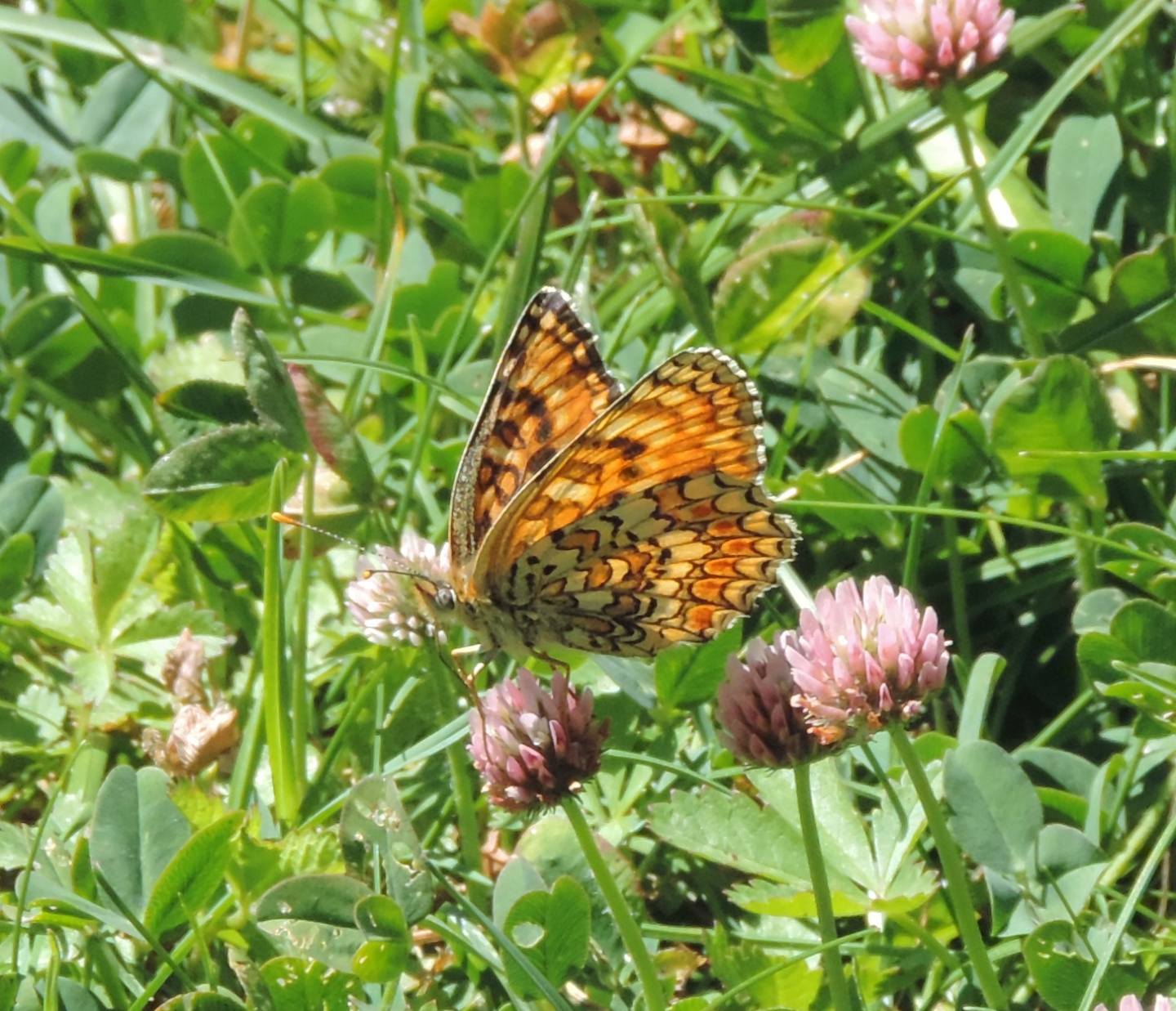 Quale Melitaea? Melitaea phoebe, Nymphalidae