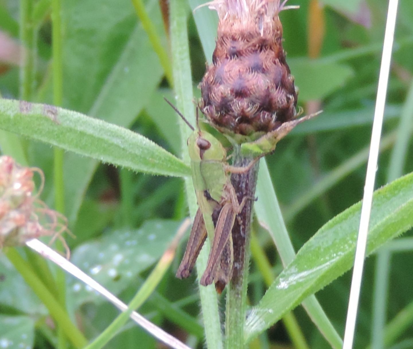 Chorthippus parallelus?....Chorthippus sp.