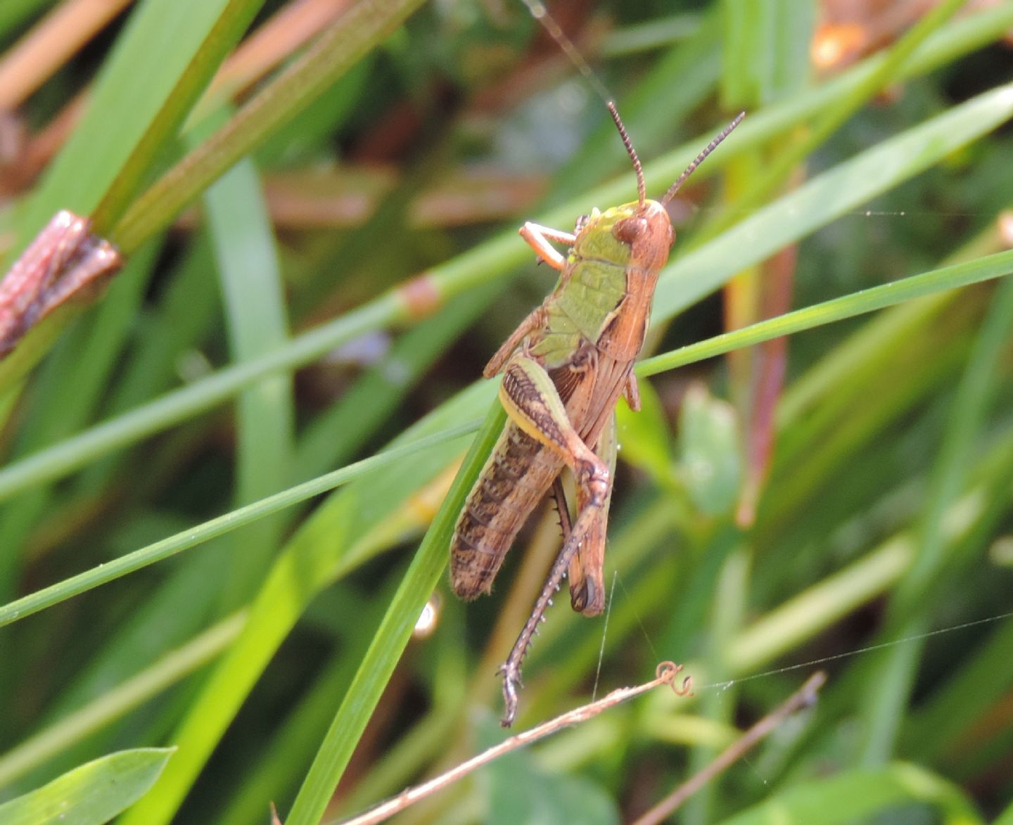 Omocestus?  No, Chorthippus (Glyptobothrus) sp.