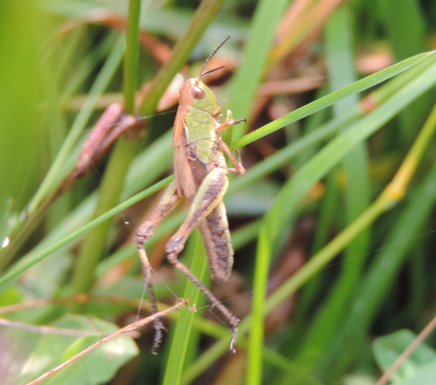 Omocestus?  No, Chorthippus (Glyptobothrus) sp.