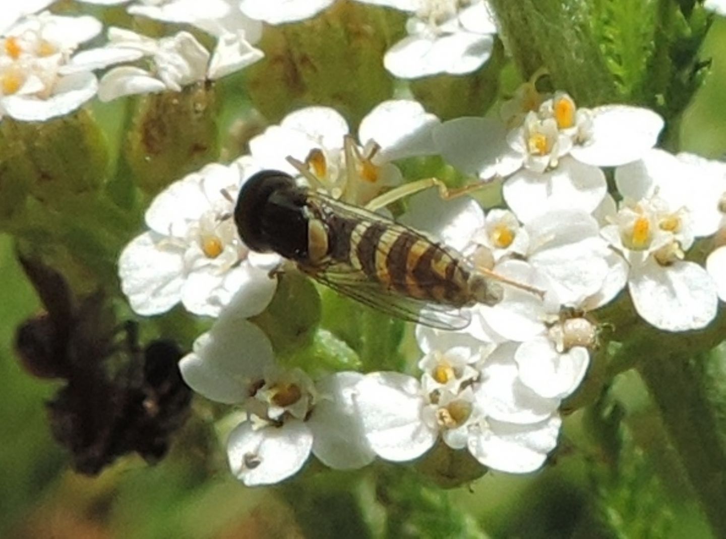 Syrphidae:   Sphaerophoria sp., femmina e Epistrophe sp, maschio