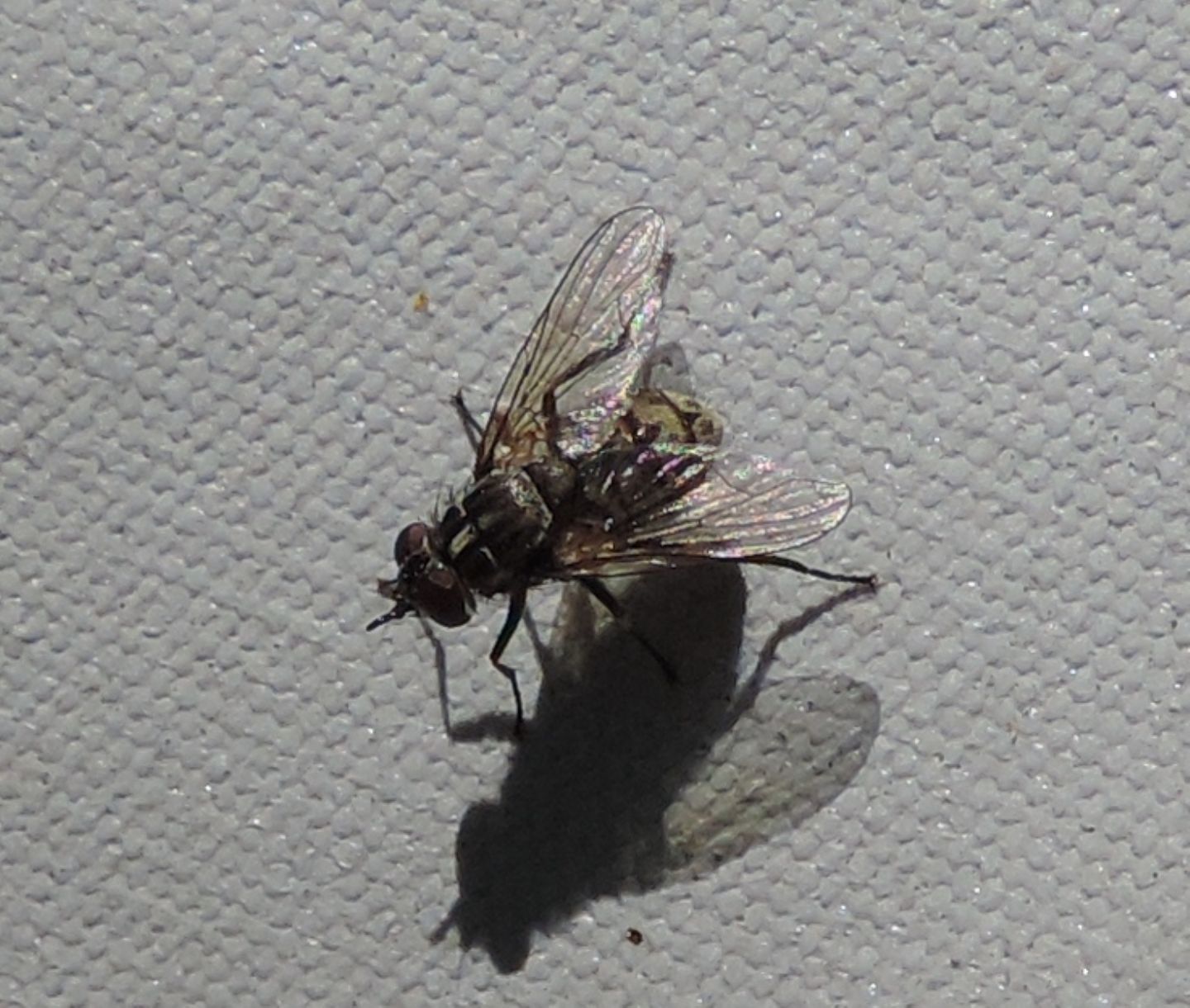 Sarcophagidae?  No, Muscidae: Stomoxys calcitrans