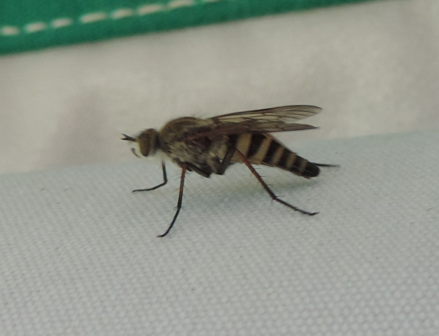 Thereva?  S. Thereva sp. (Thereviidae)