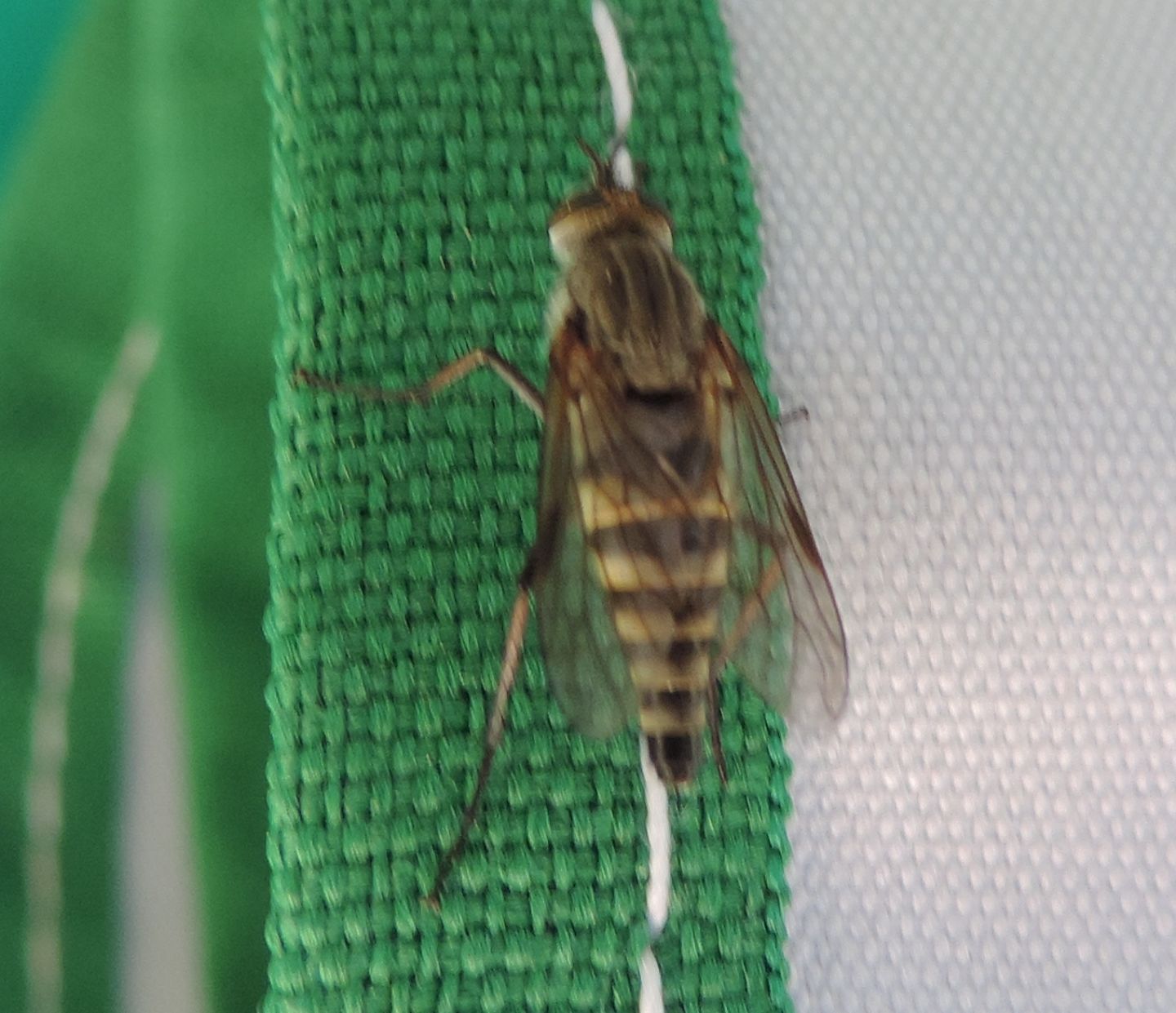 Thereva?  S. Thereva sp. (Thereviidae)