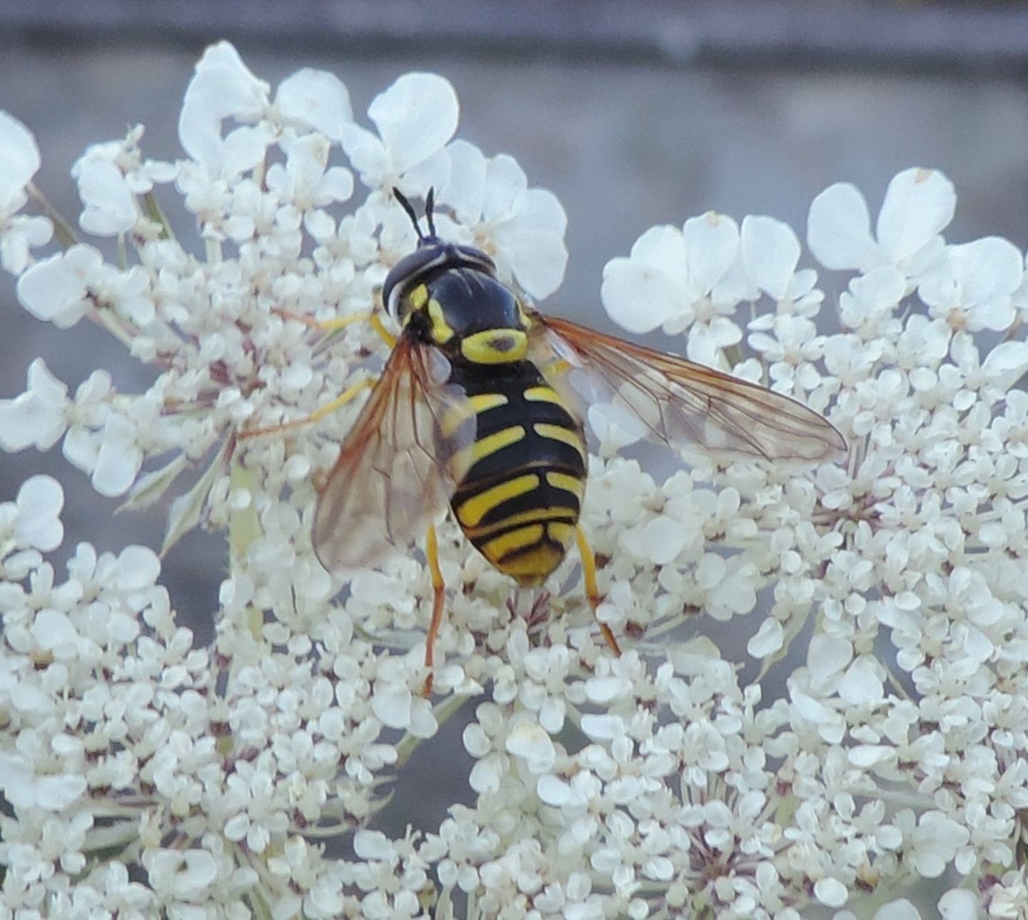 Syrphidae: Chrysotoxum cautum?   S, femmina